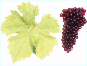 Fruehroter Veltliner